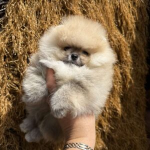 Grayson Pomeranian Grayson Pomeranian