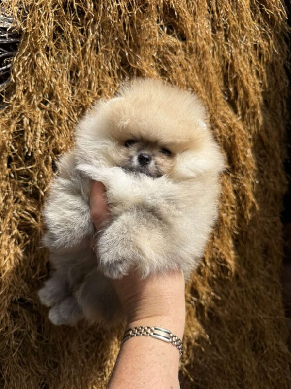Grayson Pomeranian Grayson Pomeranian