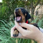 Greta-female-miniature-dachshund-puppy-for-sale- (1)