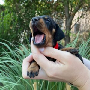 Greta Miniature Dachshund Greta Miniature Dachshund