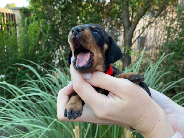 Greta Miniature Dachshund Greta Miniature Dachshund