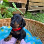 Greta-female-miniature-dachshund-puppy-for-sale- (1)