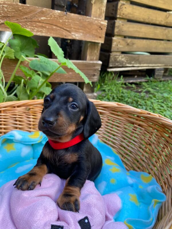 Greta Miniature Dachshund Greta Miniature Dachshund