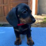 Greta-female-miniature-dachshund-puppy-for-sale- (1)