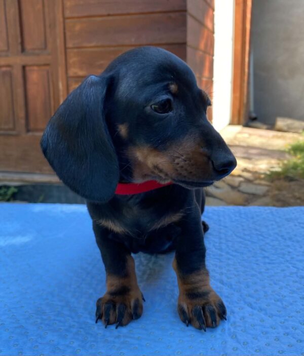 Greta Miniature Dachshund Greta Miniature Dachshund