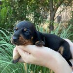 Greta-female-miniature-dachshund-puppy-for-sale- (2)