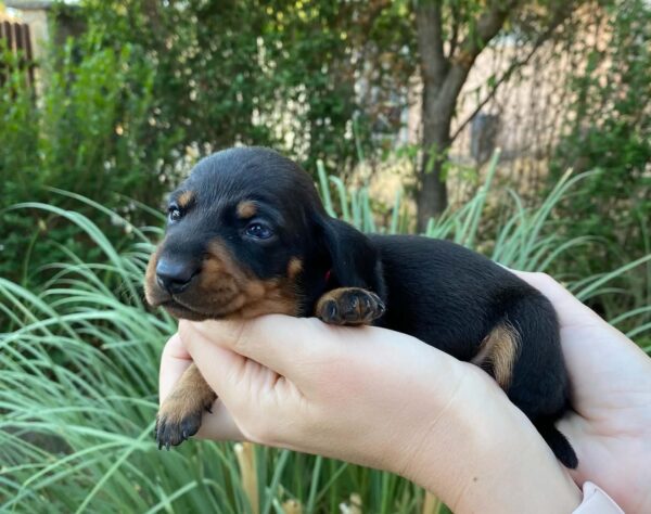 Greta Miniature Dachshund Greta Miniature Dachshund