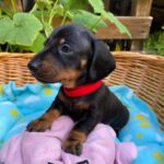 Greta-female-miniature-dachshund-puppy-for-sale- (2)