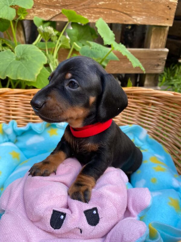 Greta Miniature Dachshund Greta Miniature Dachshund