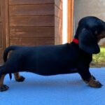 Greta-female-miniature-dachshund-puppy-for-sale- (2)