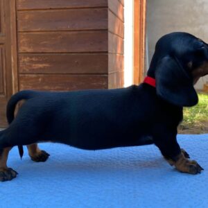 Greta Miniature Dachshund Greta Miniature Dachshund