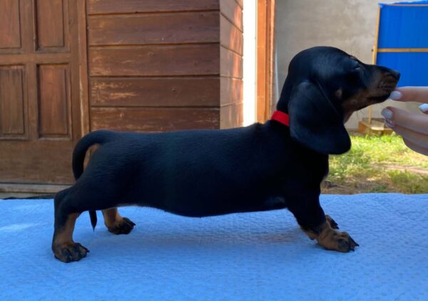 Greta Miniature Dachshund Greta Miniature Dachshund