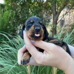 Greta-female-miniature-dachshund-puppy-for-sale- (3)