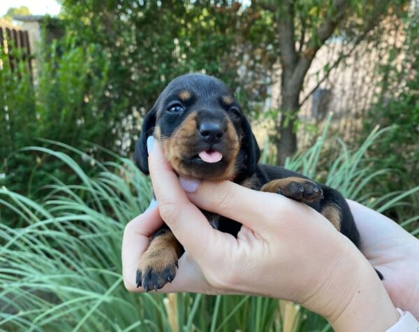 Greta Miniature Dachshund Greta Miniature Dachshund
