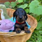Greta-female-miniature-dachshund-puppy-for-sale- (3)