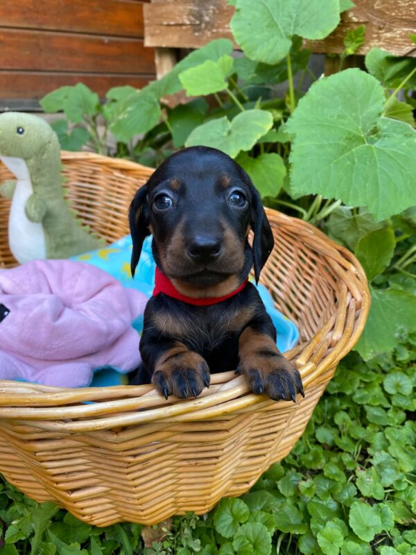 Greta Miniature Dachshund Greta Miniature Dachshund