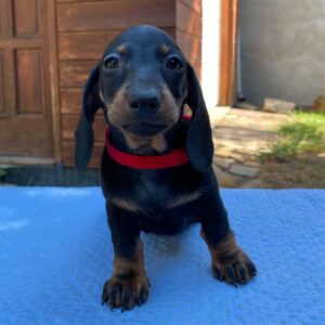 Greta Miniature Dachshund Greta Miniature Dachshund