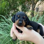 Greta-female-miniature-dachshund-puppy-for-sale- (4)