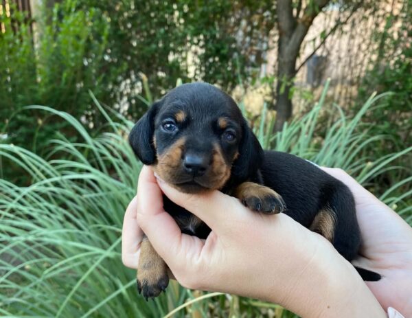 Greta Miniature Dachshund Greta Miniature Dachshund