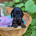Greta-female-miniature-dachshund-puppy-for-sale- (4)