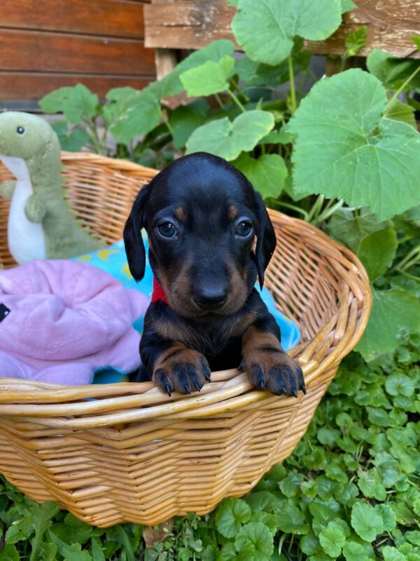 Greta Miniature Dachshund Greta Miniature Dachshund