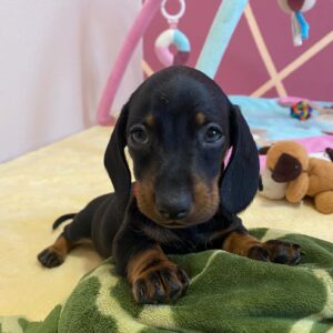 Greta Miniature Dachshund Greta Miniature Dachshund