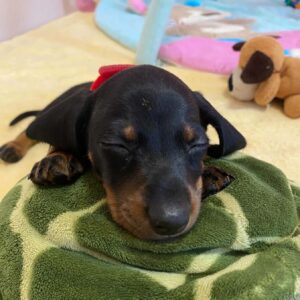 Greta Miniature Dachshund Greta Miniature Dachshund