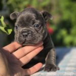 Gronk-male-French-bulldog-puppy-for-sale-1
