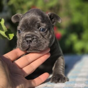 Gronk French Bulldog Gronk French Bulldog