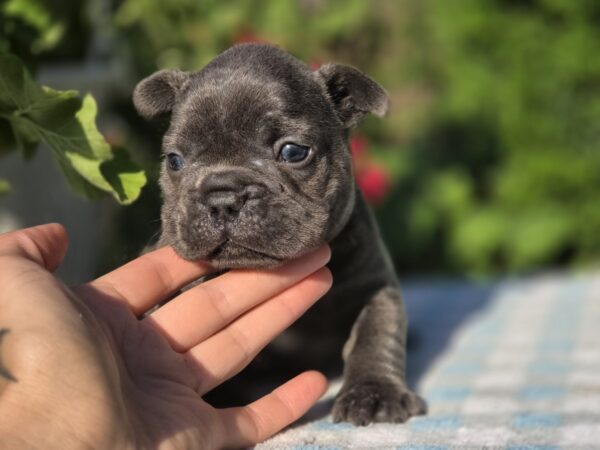 Gronk French Bulldog Gronk French Bulldog