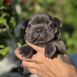 Gronk-male-French-bulldog-puppy-for-sale-2