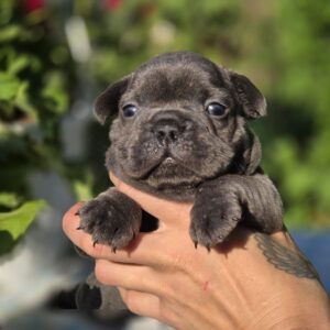 Gronk French Bulldog Gronk French Bulldog