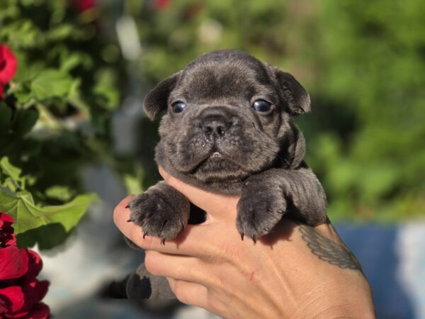 Gronk French Bulldog Gronk French Bulldog