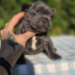 Gronk-male-French-bulldog-puppy-for-sale-3