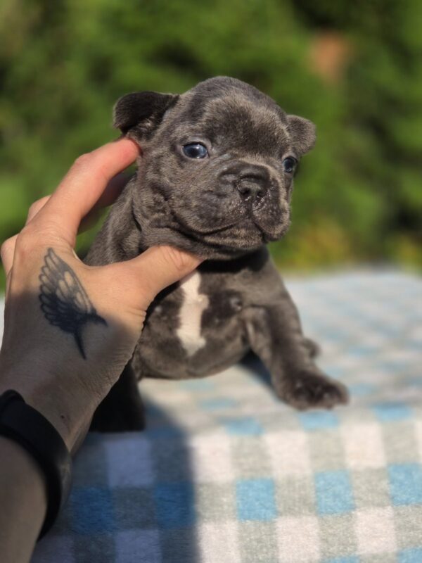 Gronk French Bulldog Gronk French Bulldog
