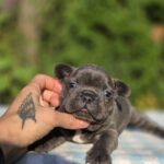 Gronk-male-French-bulldog-puppy-for-sale-4