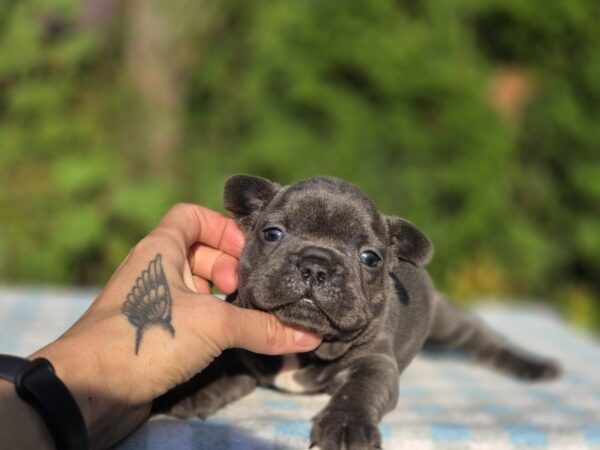 Gronk French Bulldog Gronk French Bulldog