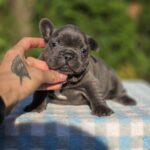 Gronk-male-French-bulldog-puppy-for-sale-5