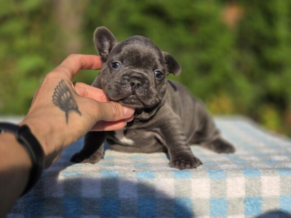 Gronk French Bulldog Gronk French Bulldog