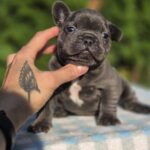 Gronk-male-French-bulldog-puppy-for-sale-6