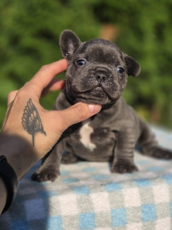 Gronk French Bulldog Gronk French Bulldog