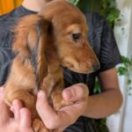 Guxe-male-Dachshund-puppy-for-sale-1