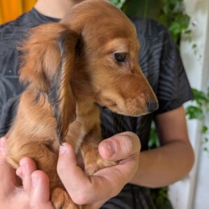Guxe Miniature Dachshund Guxe Miniature Dachshund