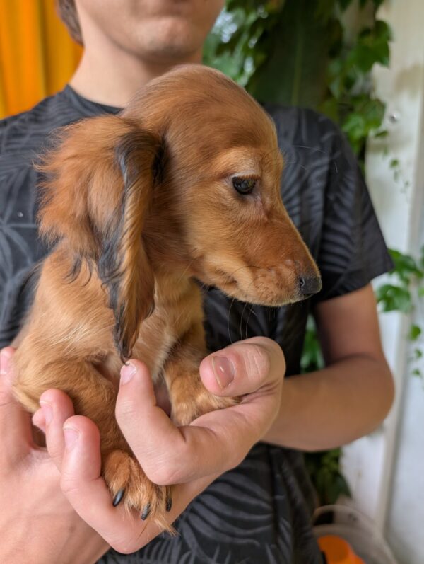 Guxe Miniature Dachshund Guxe Miniature Dachshund