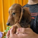 Guxe-male-Dachshund-puppy-for-sale-2