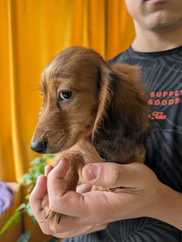 Guxe Miniature Dachshund Guxe Miniature Dachshund