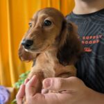 Guxe-male-Dachshund-puppy-for-sale-3