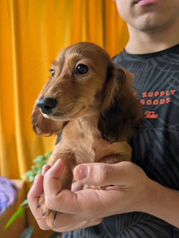 Guxe Miniature Dachshund Guxe Miniature Dachshund