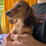 Guxe-male-Dachshund-puppy-for-sale-4