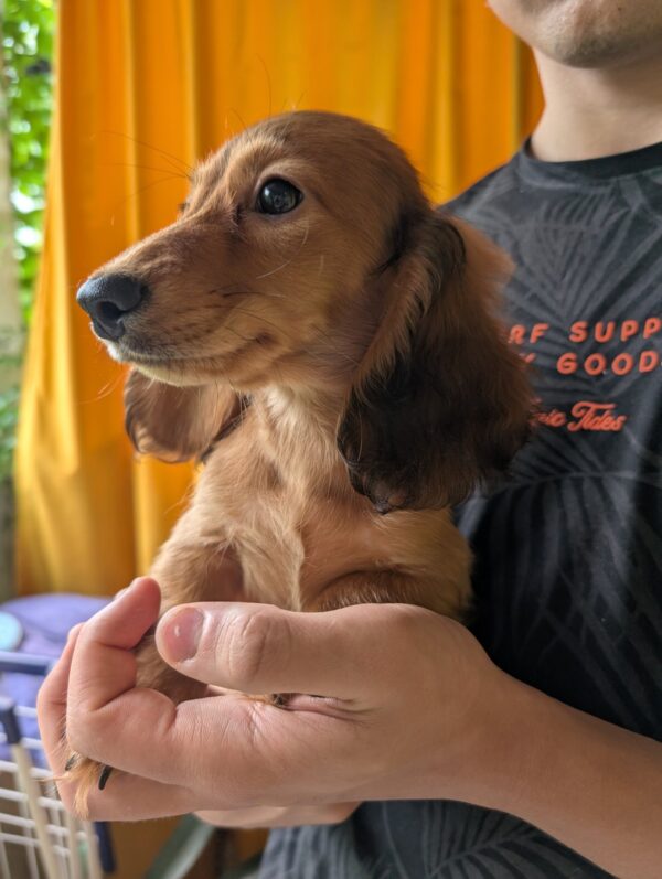 Guxe Miniature Dachshund Guxe Miniature Dachshund